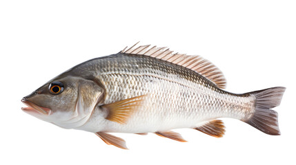 Obraz premium fish transparent background png