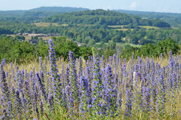 Viper’s bugloss, Echium vulgare, a native British wildflower, bearing spikes of pretty blue and pink flowers, in bloom on greensands, Chantry Wood, Surrey, UK.