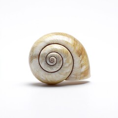 Seashell with Spiral Shape