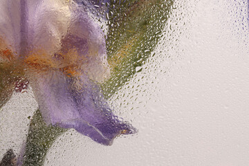 Smoke Soft focus lilac, beige Iris Flower bouquet through glass with water drops. Abstract natural...