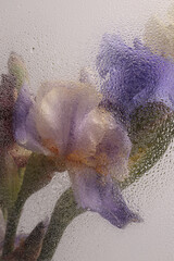 Smoke Soft focus lilac, beige Iris Flower bouquet through glass with water drops. Abstract natural...