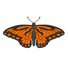 butterfly isolated on white