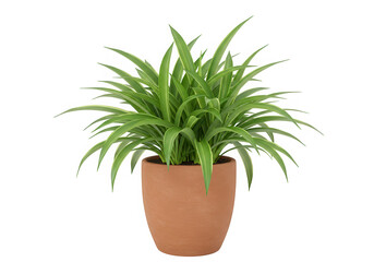 Spider plant houseplant in pot isolated on transparent background