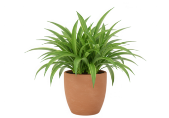Spider plant houseplant in pot isolated on transparent background