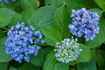紫陽花の花