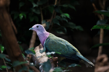 Pink-necked Green Pigeon on Branch