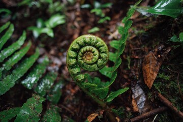 Obraz premium Close-up view of a coiled fern frond emerging from the forest floor.