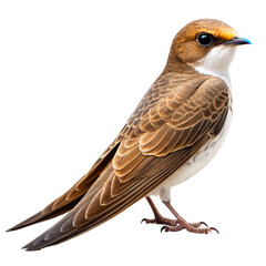 Fototapeta premium swift bird png, transparent background