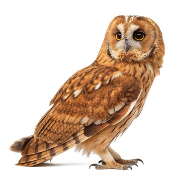 tawny owl png, transparent background