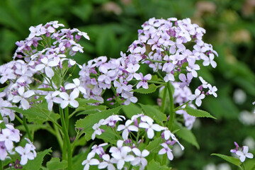Pale white blue Lunaria rediviva, known as perennial honesty in flower.