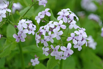 Pale white blue Lunaria rediviva, known as perennial honesty in flower.