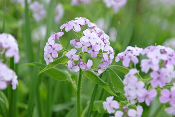 Fototapeta premium Pale white blue Lunaria rediviva, known as perennial honesty in flower.