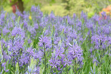 A field of purple Camassia, also known as camas, quamash, Indian hyacinth, camash, and wild...