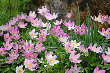 Obraz premium Pink Anemonoides nemorosa, the wood anemone, in flower.