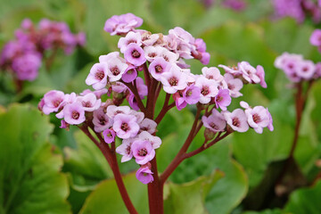Dark pink Bergenia, elephant’s ears ‘Morgenrote’ in flower.