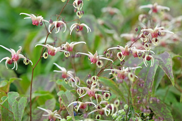 Pink and white Epimedium, also known as barrenwort, bishop's hat, fairy wings, horny goat weed, in flower.