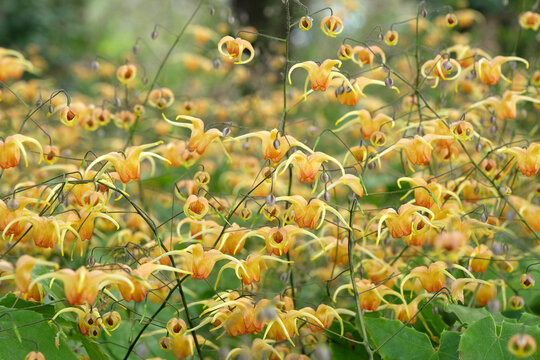 Yellow Epimedium also known as barrenwort, bishop's hat, fairy wings, horny goat weed, in flower.