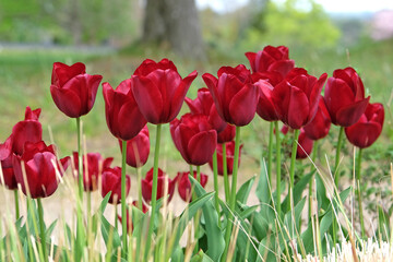 Rd triumph tulip, tulipa ‘Mascara’ in flower.
