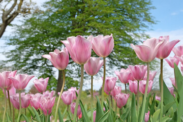 Pink Tulipa ‘Mistress Mystique’ triumph tulip in flower.