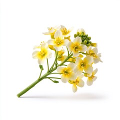 Obraz premium Small bunch of mustard whites