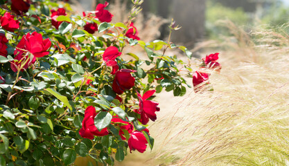 Red roses blooming in a garden, close up. Gardening, landscape design. Rose flowers macro shot background. Summer Park, flower bed. 