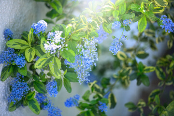Ceanothus Shrub blooming in summer garden, close up. California lilac flowers. Ceanothus in garden design, blue flowers, sunny day, macro shot of beautiful nature. 
