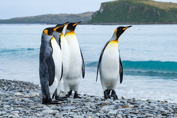 Fototapeta premium king penguins on the beach