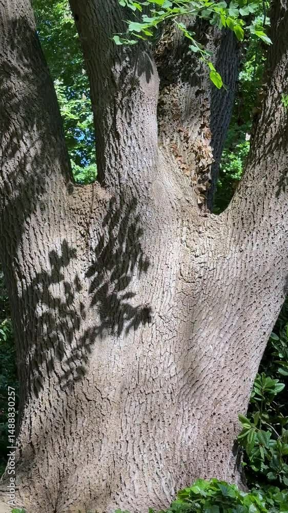 Poster tree trunk with leaf shadows in forest light
