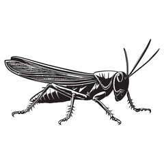 Grasshopper silhouette, Grasshopper icon, vector illustration isolated on white background, locust silhouette