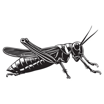black and white grasshopper insect clip art preview
