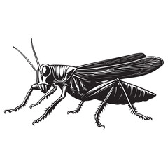 Grasshopper silhouette, Grasshopper icon, vector illustration isolated on white background, locust silhouette