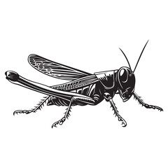 Grasshopper silhouette, Grasshopper icon, vector illustration isolated on white background, locust silhouette