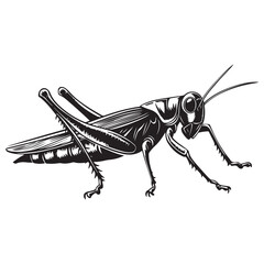 Grasshopper silhouette, Grasshopper icon, vector illustration isolated on white background, locust silhouette