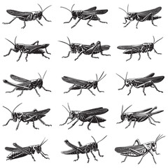 Grasshopper silhouette, Grasshopper icon, vector illustration isolated on white background, locust silhouette