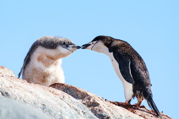 chinstrap penguin with chick