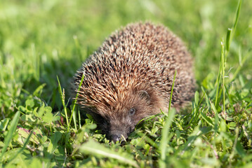 Small west european hedgehog or Erinaceus europaeus on a green meadow