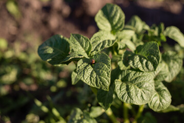 Colorado beetle eats a potato leaves young. Pests destroy a crop in the field. Parasites in wildlife and agriculture.
