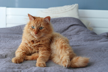 A Beautiful Orange Cat Resting on a Bed