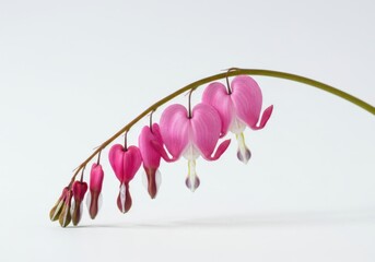 Fototapeta premium pink magnolia flowers,bleeding heart flower background, Dicentra spectabilis, bleeding heart, pink flowers, heart shape, stem, white background, floral, botanical, plant, delicate, unique, studio shot