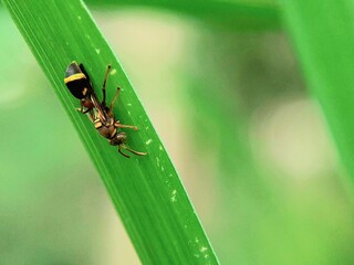 Hymenoptera Insects: Close-up of Polistes sagittarius on a Plant