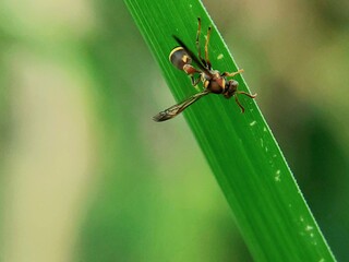 Tropical Paper Wasp (Polistes sagittarius) Perched on Green Leaf