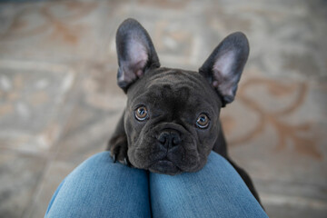 French bulldog dog follows commands and looks into the eyes of the owner