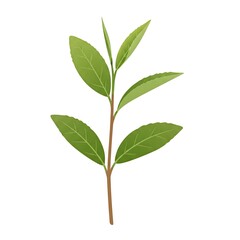 green leaf isolated on white background