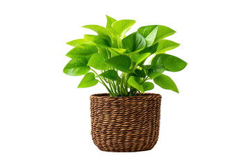 Obraz premium Potted golden pothos plant in a woven basket isolated on transparent background
