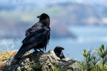Ravens on Rocky Outcrop Overlooking the Ocean
