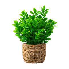 Naklejka premium Green plant in woven pot decor element isolated on transparent background