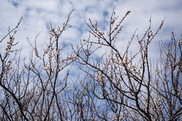 Spring inspiration. Blooming apricot branches against blue sky