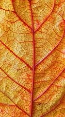 Obraz premium Detailed view of a vibrant autumn leaf