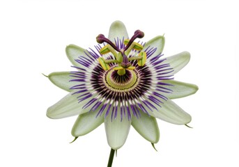 Passiflora caerulea, Passiflora incarnata, passion flower white background, Passiflora edulis, Passiflora, passion flower, white flower, purple, intricate, exotic, white background, floral, botanical,