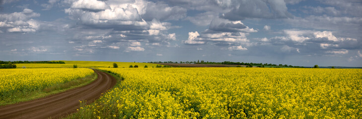 Large rapeseed fields in the central part of Ukraine. Panorama of the landscape in the...